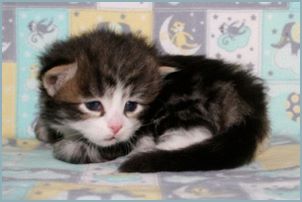 Male Siberian Kitten from Deedlebug Siberians